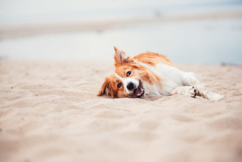 Dog laying on beach